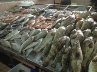 155 Fischmarkt Abu Dhabi (V.A.E.) &ndash; &copy; Patrick Fritzsche (Eberhardt TRAVEL)