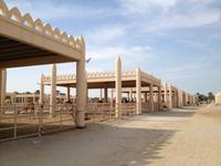 241 königliche Kamelfarm Bahrain &ndash; &copy; Patrick Fritzsche (Eberhardt TRAVEL)