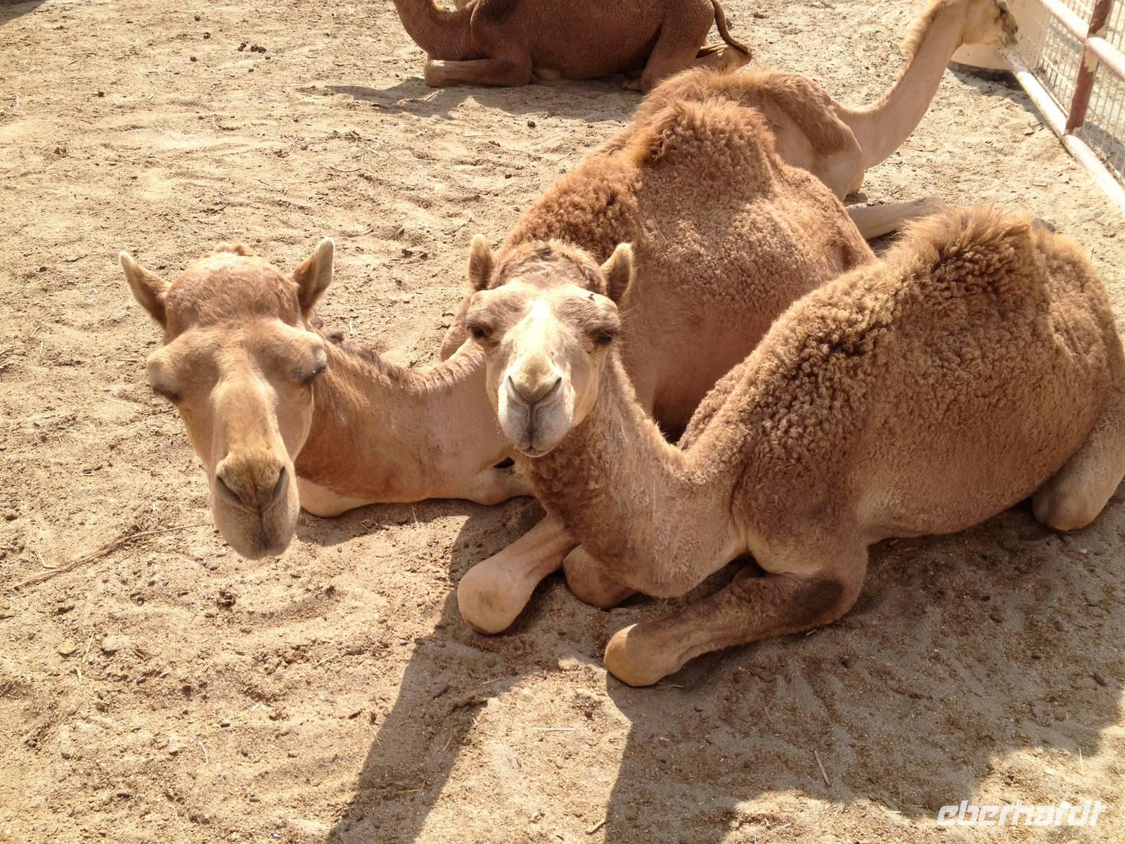 244 königliche Kamelfarm Bahrain &ndash; &copy;  (Eberhardt TRAVEL)