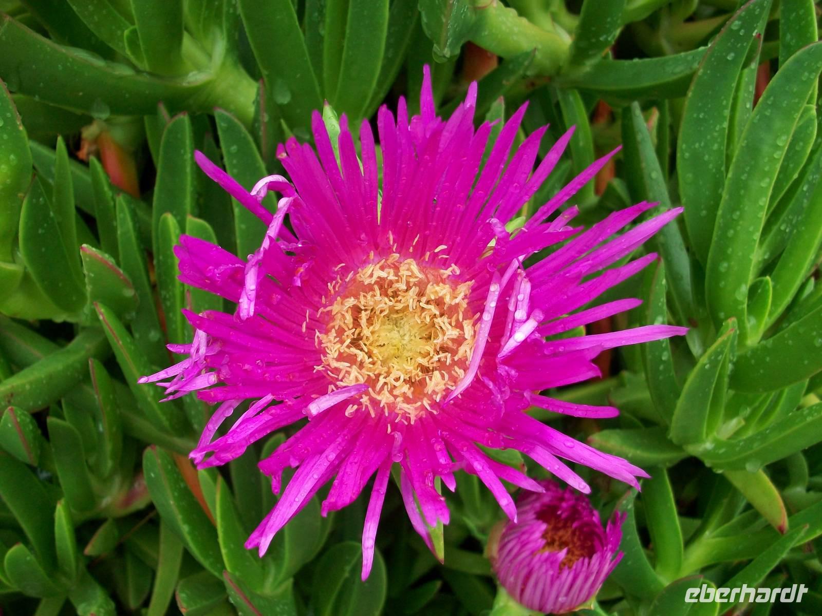 Mittagsblume