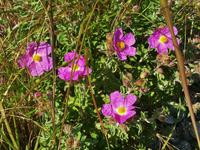 Mittelmeerflora