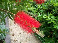 Mittelmeerflora