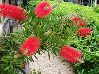 Mittelmeerflora