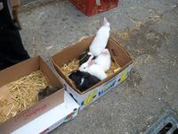 Ostern in Split