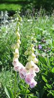 085_Botanischer Garten in Baltschik