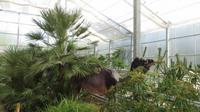090_Botanischer Garten in Baltschik - im Kakteenhaus