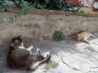 Straßenkatzen Bulgarien