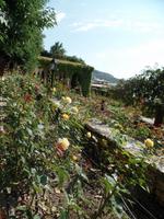 Rosen am Schwarzen Meer