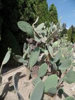 Kakteensammlung Baltschik