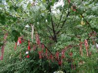 Marteniza - Bulgarische Tradition