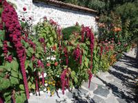 Blütenpracht Bulgarien