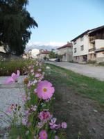 Blumen in Bansko