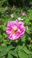 108_Botanischer Garten in Baltschik