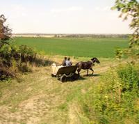 1 Pferdestaerke mit Autoreifen