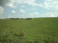 endlich Kuehe fuers Joghurt