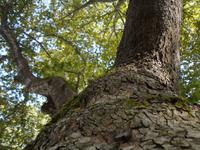 1000 Jahr alte Platane