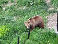 Tanzbärenpark Belitsa
