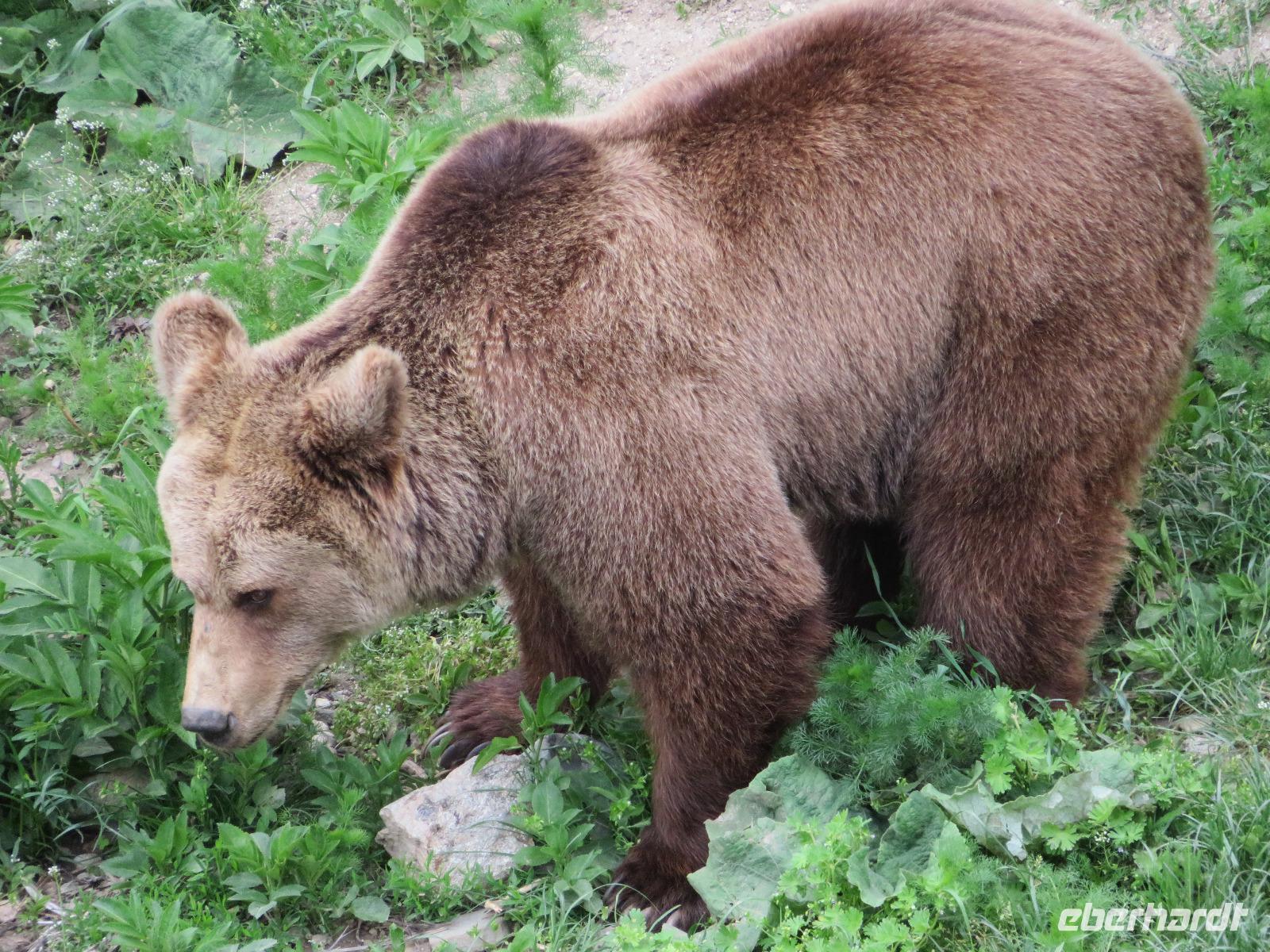 Tanzbärenpark Belitsa