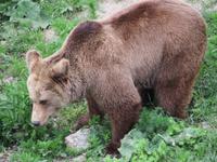 Tanzbärenpark Belitsa