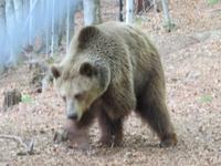 Tanzbärenpark Belitsa