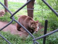 Tanzbärenpark Belitsa