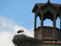 Bansko Störche auf Kirchturm