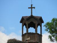 Bansko Störche auf Kirchturm