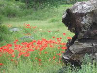 bulgarische Sommerwiese