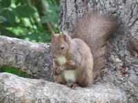 Kazanlak Parkbewohner