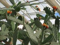 Baltschik Kakteengarten