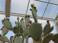 Baltschik Kakteengarten