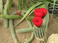 Baltschik Kakteengarten