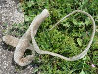 Museum Pliska - Schlangen!!!