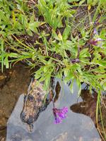 Bulgarien, Maljovitzatal, Eleniosee 