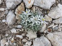 Bulgarien, Pirin, Edelweis am Vichren Sattel