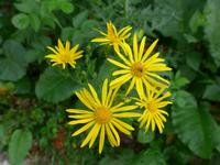 Bulgarien, Wanderung im Maljovitza Tal