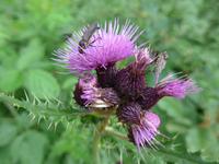 Bulgarien, Wanderung im Maljovitza Tal
