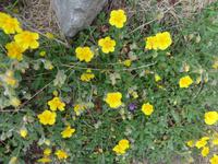 Bulgarien, Pirin, Wanderung zum Vichren