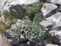 Bulgarien, Pirin, Wanderung zum Vichren