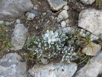 Bulgarien, Pirin, Wanderung zum Vichren, Edelweiss