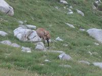 Bulgarien, Pirin, Wanderung zum Vichren, Gemse