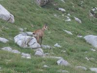 Bulgarien, Pirin, Wanderung zum Vichren, Gemse