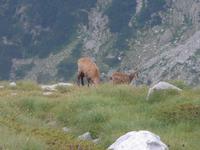 Bulgarien, Pirin Gebirge, Gemsen