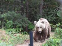 Bulgarien, Belitza Bären Park