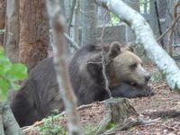 Bulgarien, Belitza Bären Park