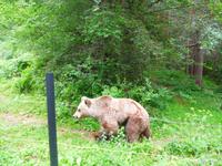 Bulgarien, Belitza Bären Park