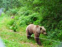 Bulgarien, Belitza Bären Park