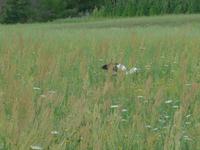 Bulgarien, Dobarsko, Storch