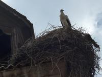 Bulgarien, Bansko, Storchennest auf dem Kirchturm
