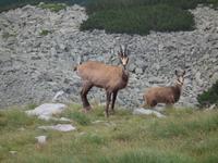 Bulgarien, Pirin, Gemsen am Vichren Sattel